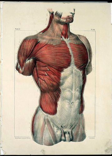 masculum anatomia