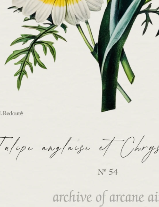 English Tulip & Chrysanthemum – P.J. Redoute, 1835 | Botanical Print