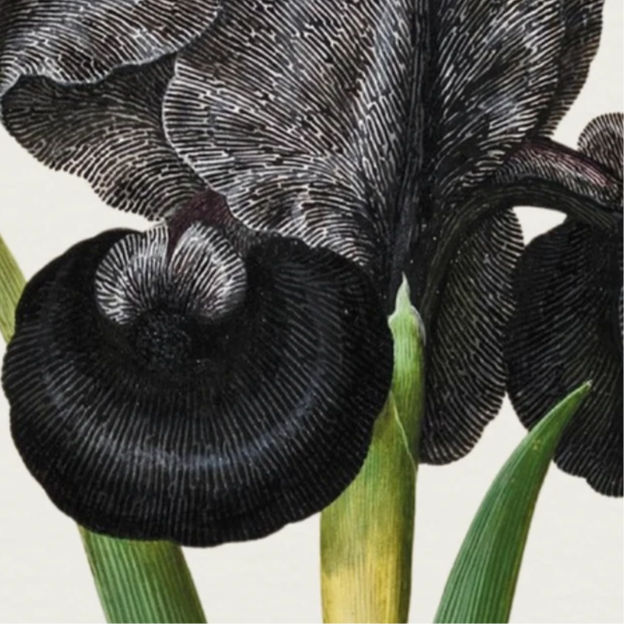 Mourning Iris – Maria Sibylla Merian, c. 1700 | Botanical Print