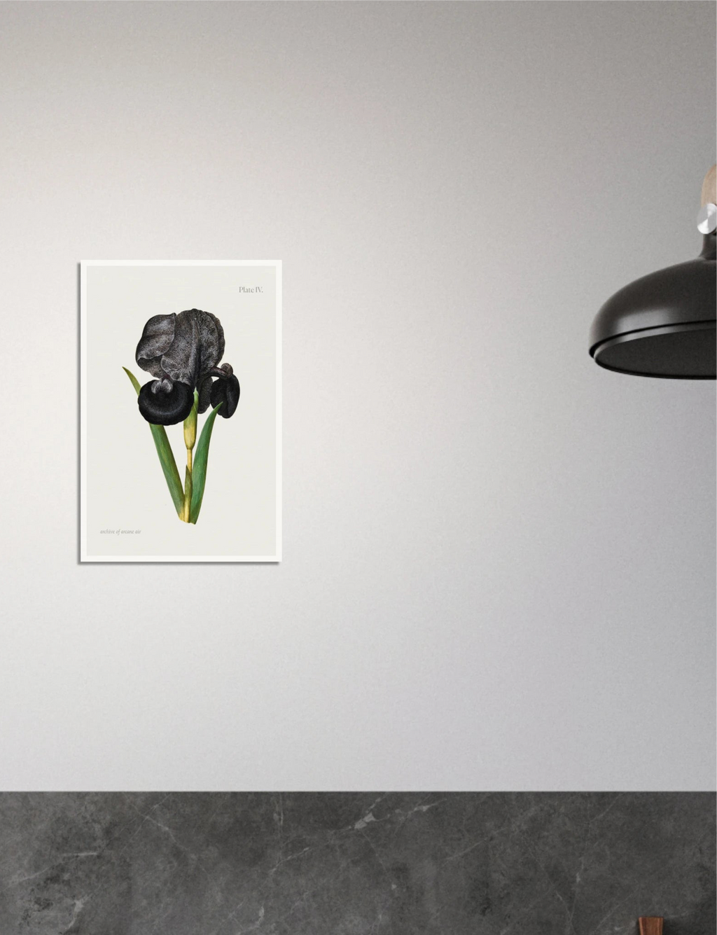 Mourning Iris – Maria Sibylla Merian, c. 1700 | Botanical Print