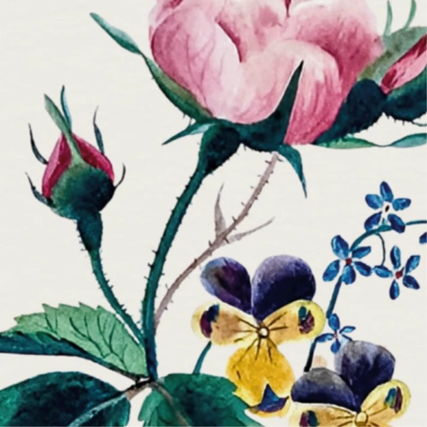 Rose, Forget-Me-Not & Hearts Ease – Sarah Mapps Douglass, 1833 | Botanical Print