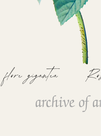 Provence Rose – P.J. Redoute, c. 1820 | Botanical Print