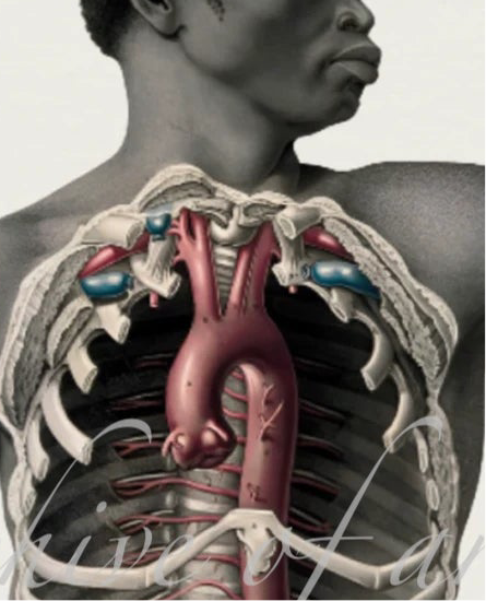 Seated Black Man - Joseph Maclise, 1851 | Anatomical Print