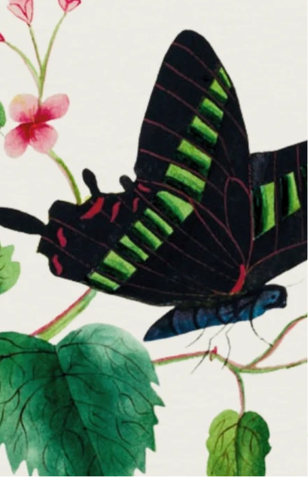 A Token of Love From Me, to Thee – Sarah Mapps Douglass, 1833 | Botanical Print